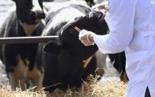Тараздағы ірі базарларда ет-сүт өнімдері ветеринарлық қадағалаусыз сатылып келген