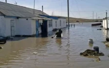 Батыс Қазақстанда су тасқыны кезінде өлген мал саны 1 мыңнан асты