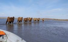 Су тасқыны: Ақтөбеде 3 мыңға жуық мал қырылды