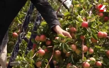 Атырау маңындағы бағбан Алматы апортының үш түрін өсіруде