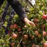 Атырау маңындағы бағбан Алматы апортының үш түрін өсіруде