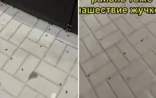 Тағы да Ақтөбе: бұл жолы қалада қоңыз қаптады