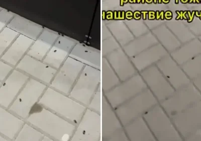 Тағы да Ақтөбе: бұл жолы қалада қоңыз қаптады