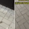 Тағы да Ақтөбе: бұл жолы қалада қоңыз қаптады