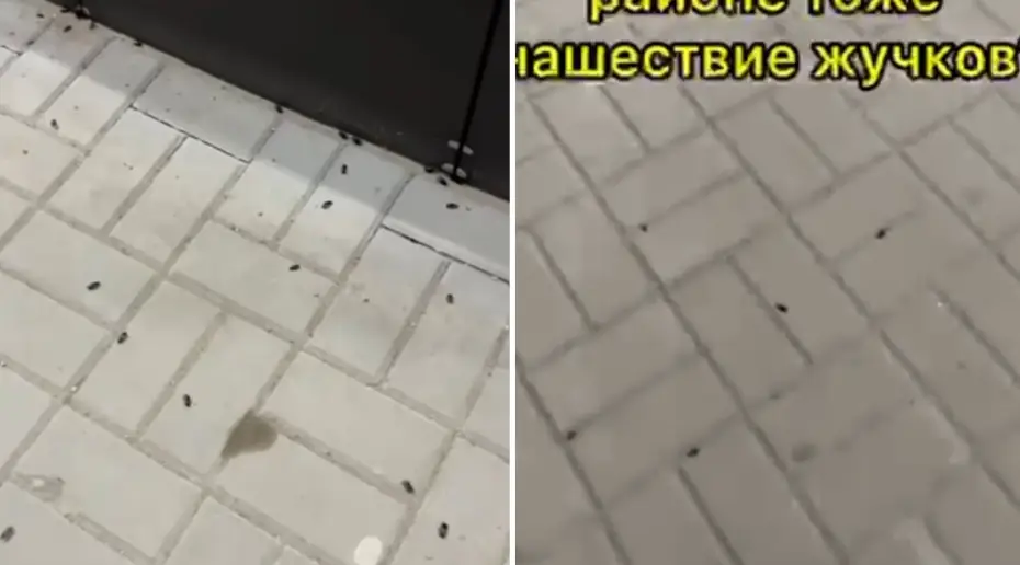 Тағы да Ақтөбе: бұл жолы қалада қоңыз қаптады