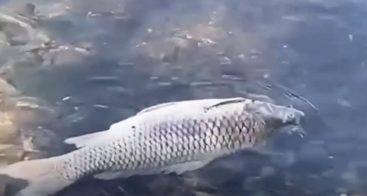 ШҚО-да Ертісте балықтар өліп жатыр