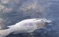 ШҚО-да Ертісте балықтар өліп жатыр