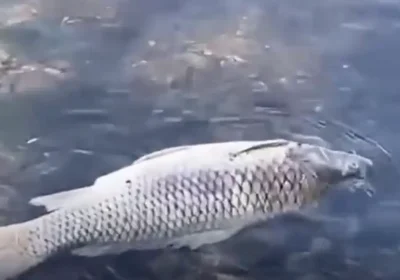 ШҚО-да Ертісте балықтар өліп жатыр
