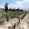 Үкімет ескерткен еді: Түркістанда лимиттен тыс егілген күріш алқаптары сусыз қалды