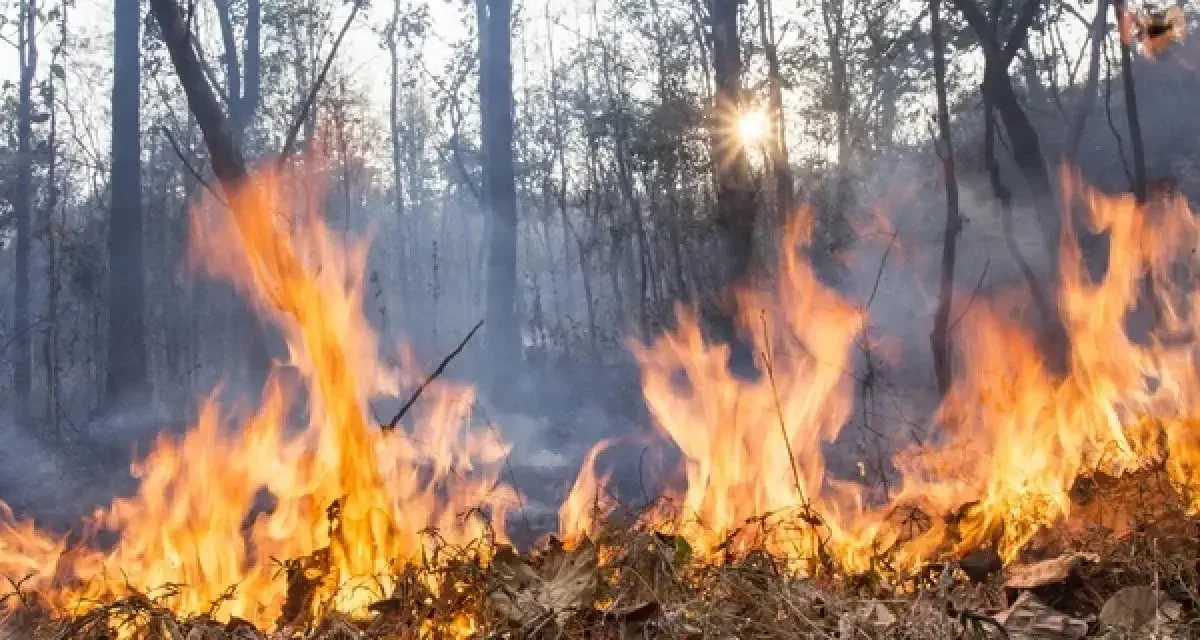 Еуропадағы ірі орман өрттері: адам өлімі мен жаппай эвакуация
