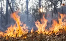 Еуропадағы ірі орман өрттері: адам өлімі мен жаппай эвакуация