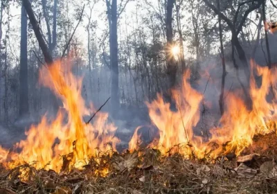 Еуропадағы ірі орман өрттері: адам өлімі мен жаппай эвакуация