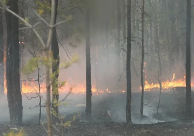 «Семей орманындағы» ашық жану толық сөндірілді