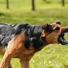 Өскемен халқы егеуқұйрықтар мен қаңғыбас иттерден сескеніп отыр