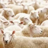 Ұлытауда малшы көрші ауылдың 165 қойын сатып жіберген