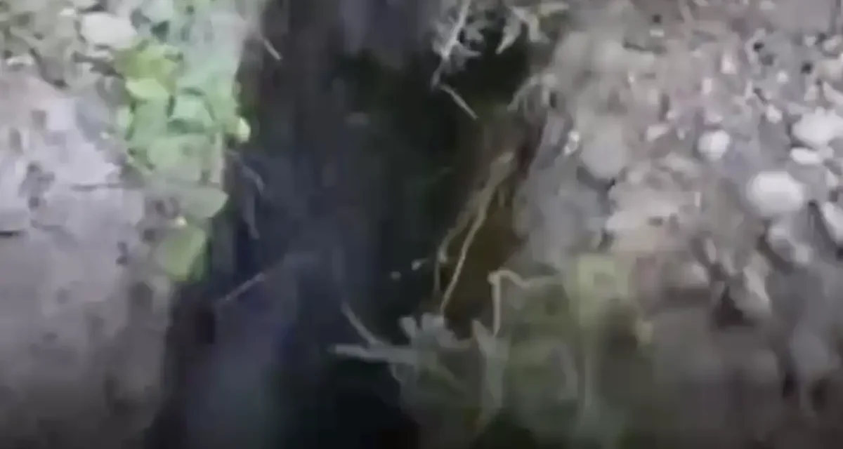 Балмұздақ зауытынан шыққан шу: Түркістан облысының халқы дабыл қақты