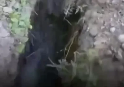Балмұздақ зауытынан шыққан шу: Түркістан облысының халқы дабыл қақты