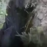 Балмұздақ зауытынан шыққан шу: Түркістан облысының халқы дабыл қақты