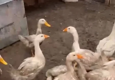 Балалар жүретін көшеде алабай бос жүр: Ақмола облысында иті үйректерді таланған иесі тек 43 мың теңге айыппұлмен құтылды