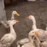 Балалар жүретін көшеде алабай бос жүр: Ақмола облысында үйректерді талаған иттің иесі жеңіл жазамен құтылды