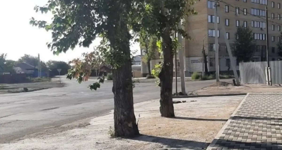 Семейде өсіп тұрған ағаштарды бетондап тастаған: тұрғындар әкімдіктен жауап күтеді
