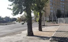 Семейде өсіп тұрған ағаштарды бетондап тастаған: тұрғындар әкімдіктен жауап күтеді