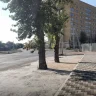 Семейде өсіп тұрған ағаштарды бетондап тастаған: тұрғындар әкімдіктен жауап күтеді