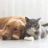 Қазақстанда ит пен мысықты чиптеу міндеттеледі