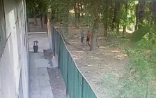 Алматы облысында үш иттің оқушыға шабуылы бойынша сот басталды