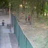Алматы облысында үш иттің оқушыға шабуылы бойынша сот басталды