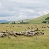Мал бағып отырғандар жерден айырылып қалуы мүмкін: депутат ауыл шаруашылығы жерлерін тексеруді сұрады