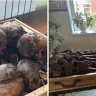 Петропавлдағы құрылыс алаңынан адам сүйектері табылды