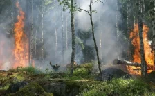 Қазақстанда бір тәулікте төрт орман өрті тіркелді