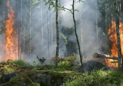 Қазақстанда бір тәулікте төрт орман өрті тіркелді