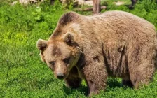 Үндістанда аю екі әйелге шабуыл жасап, бірі қаза тапты