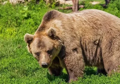 Үндістанда аю екі әйелге шабуыл жасап, бірі қаза тапты