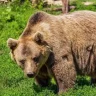Үндістанда аю екі әйелге шабуыл жасап, бірі қаза тапты
