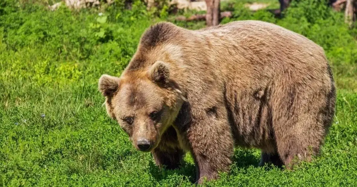 Үндістанда аю екі әйелге шабуыл жасап, бірі қаза тапты