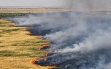 Қостанай облысында бір тәулікте 600 гектарға жуық аумақты өрт шарпыды