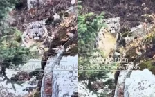 Таудағы тосын кездесу: Алматыда туристер қар барысын кезіктірді