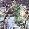 Таудағы тосын кездесу: Алматыда туристер қар барысын кезіктірді