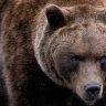 Канадада жас жігітті аю талап тастаған