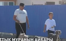 Атыраудағы Дүйсәлиевтер әулеті тазы баптау дәстүрін жалғастыруда