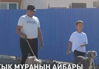 Атыраудағы Дүйсәлиевтер әулеті тазы баптау дәстүрін жалғастыруда
