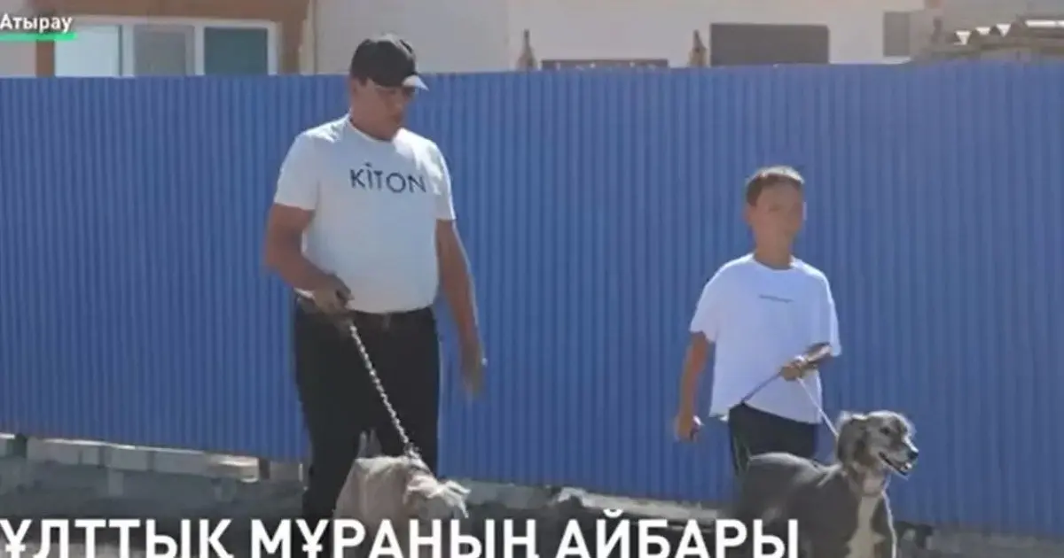 Атыраудағы Дүйсәлиевтер әулеті тазы баптау дәстүрін жалғастыруда