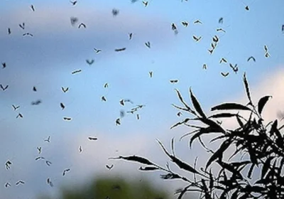 Ақтөбені шіркей қаптады: тұрғындар үйден шығудан қалды