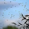 Ақтөбені шіркей қаптады: тұрғындар үйден шығудан қалды