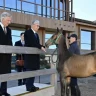 Бельгия королі Филипп пен патшайым Матильда Ақордада асыл тұқымды арғымақтарды тамашалады