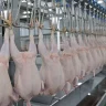 Бразилияда Ньюкасл ауруының екінші ошағы анықталды: Қытай мен Сауд Арабиясы шектеу қойды