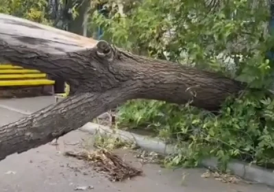 Қарағандыда ауладағы ағаш көліктің үстіне құлады: тұрғындар наразы